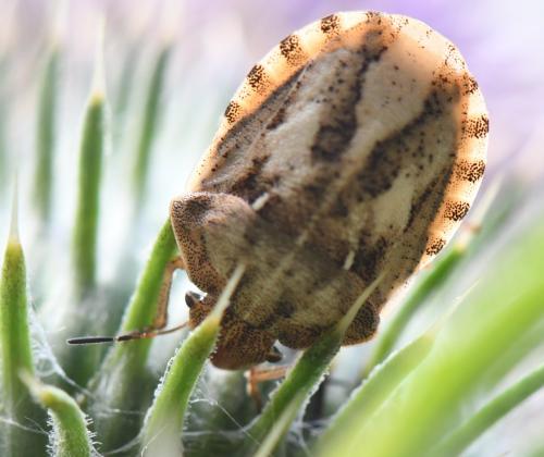 Réf. 264 094 : Eurygaster testudinaria